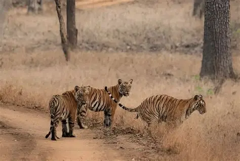 Nagarhole tour package from Coimbatore