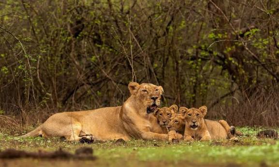 Gir National Park