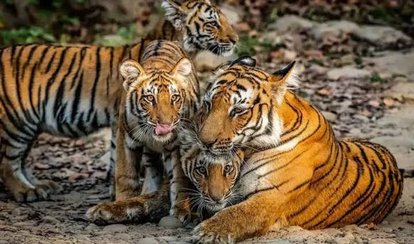 Jim Corbett