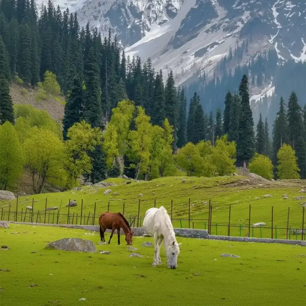 Kashmir Srinagar Gulmarg Pahalgam