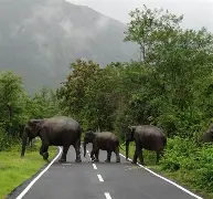 Masinagudi Tour