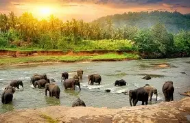 Thekkady Forest Tour